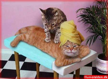 Hunde und Katzen Massage